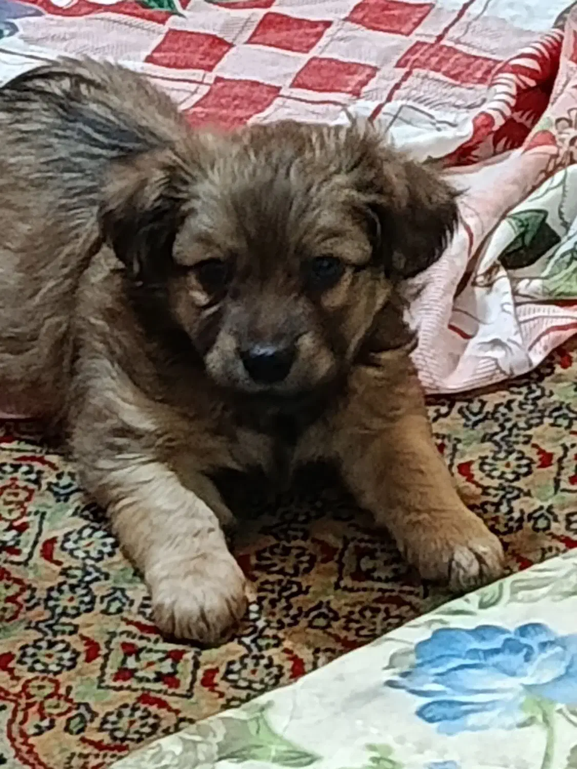 توله سگ واگذاری|سگ|شیراز, بریجستون|دیوار