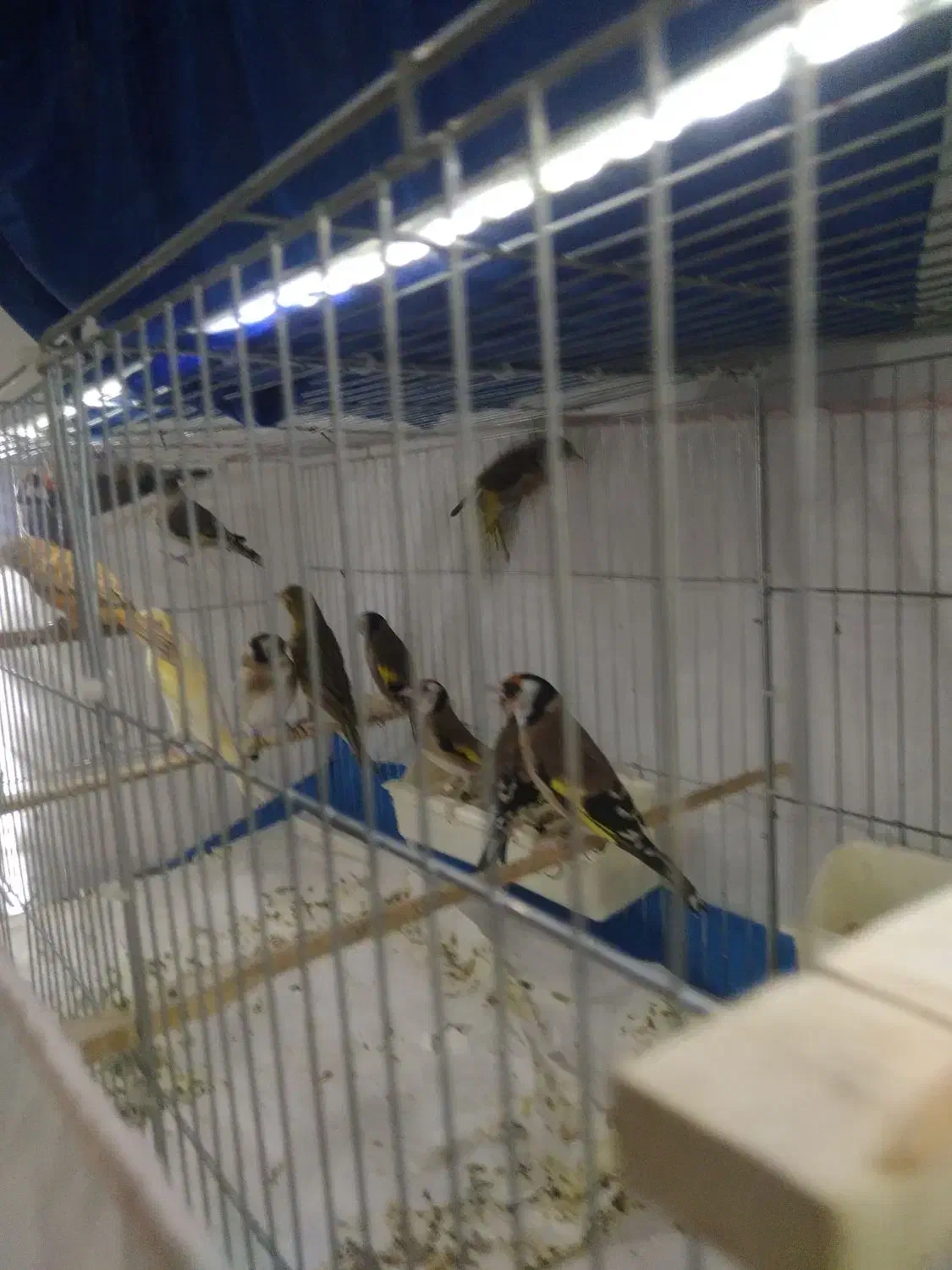 سهره و جادونی برنجی|پرنده|ری, اقدسیه|دیوار