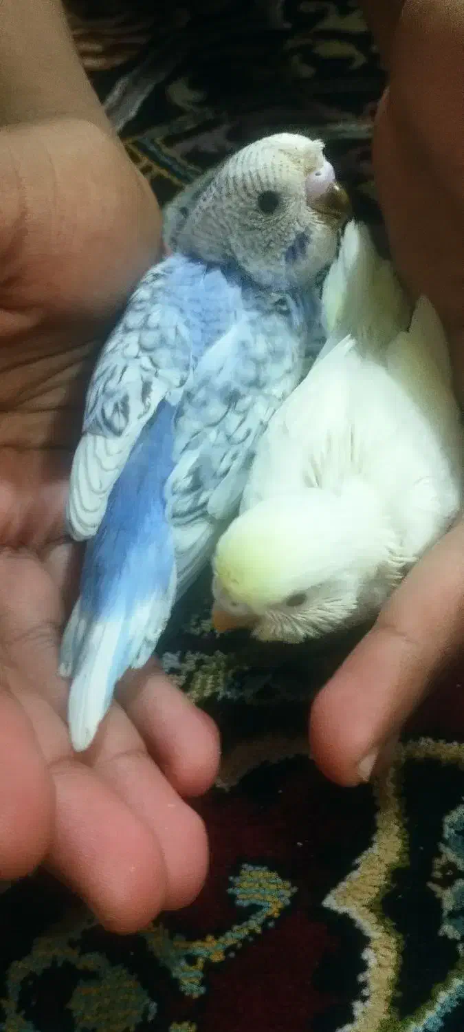 مرغ عشق|پرنده|بندرعباس, |دیوار