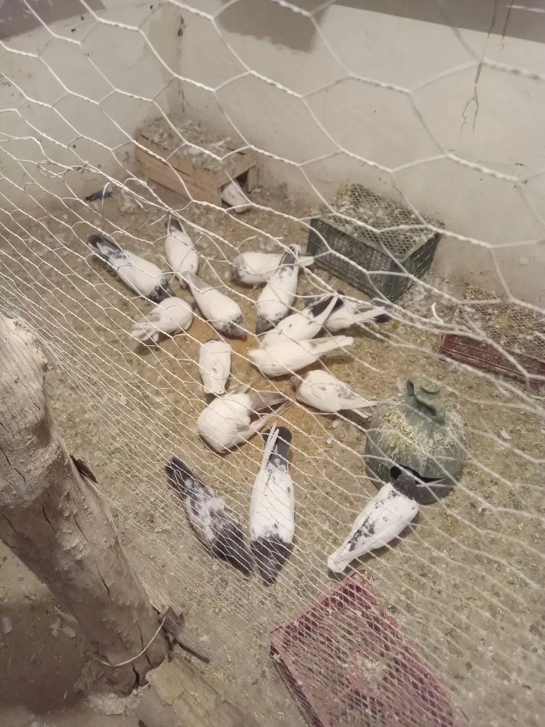 کبوتر کله دار|پرنده|کبودرآهنگ, |دیوار