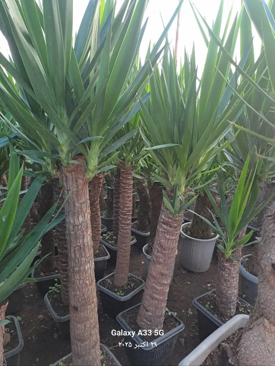 فروش گل|عمده‌فروشی|عباس‌آباد, |دیوار