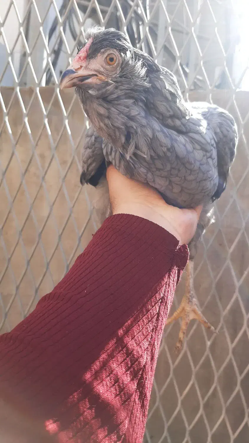 مرغ گلین طوسی|حیوانات مزرعه|اهواز, امانیه|دیوار