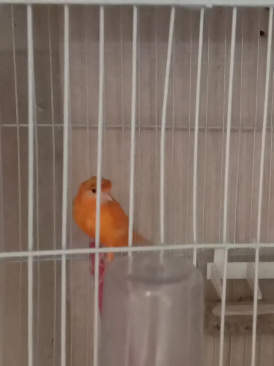 قناری ماده موزاییکی و رد فاکتور|پرنده|تربت‌حیدریه, بالا ولایت|دیوار