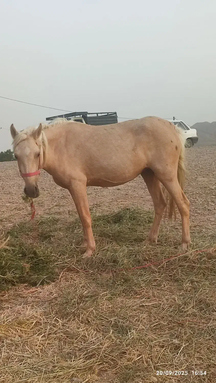 مادیون ۴ ب ۵|اسب و تجهیزات اسب‌سواری|درگز, |دیوار