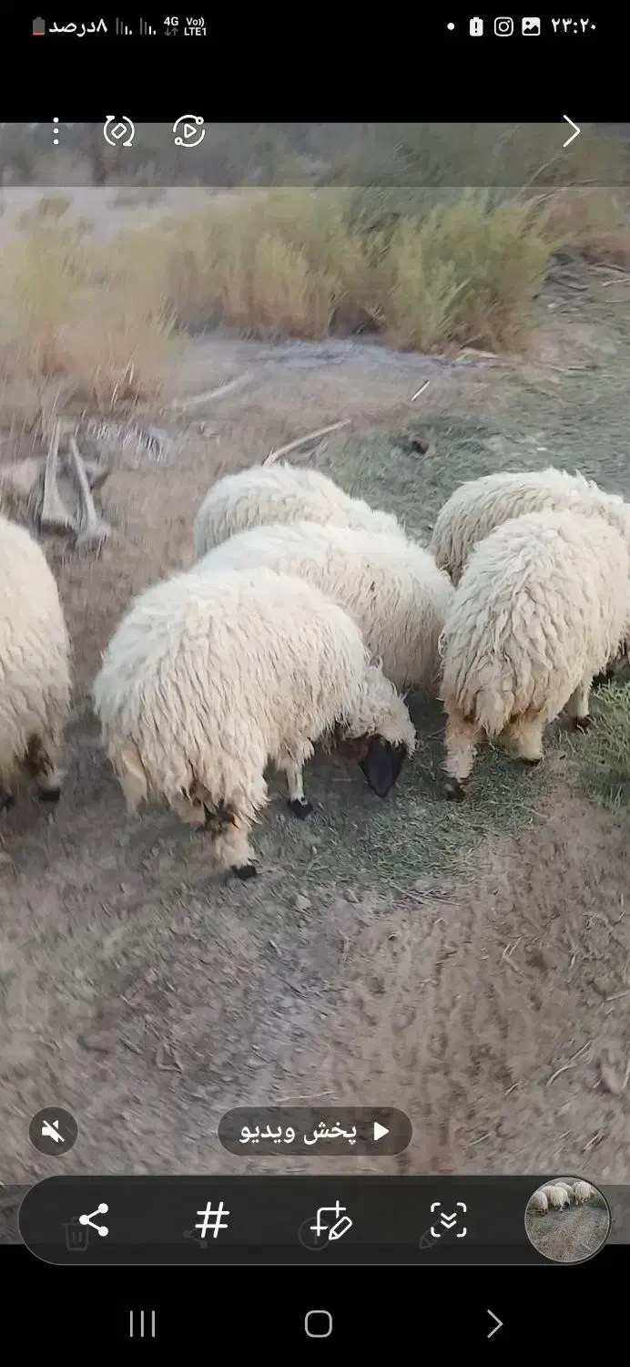 تعداد میش و بره|حیوانات مزرعه|آسمینون, |دیوار