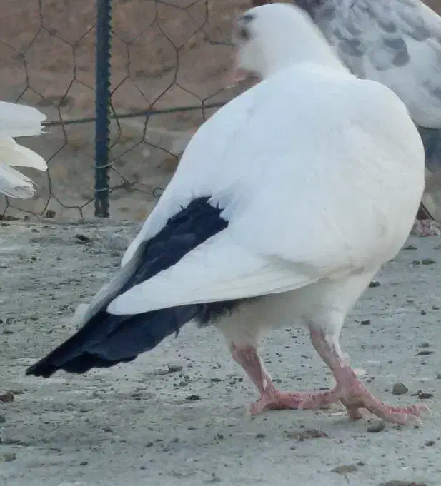 دمبی کرمونی|پرنده|کرمان, |دیوار