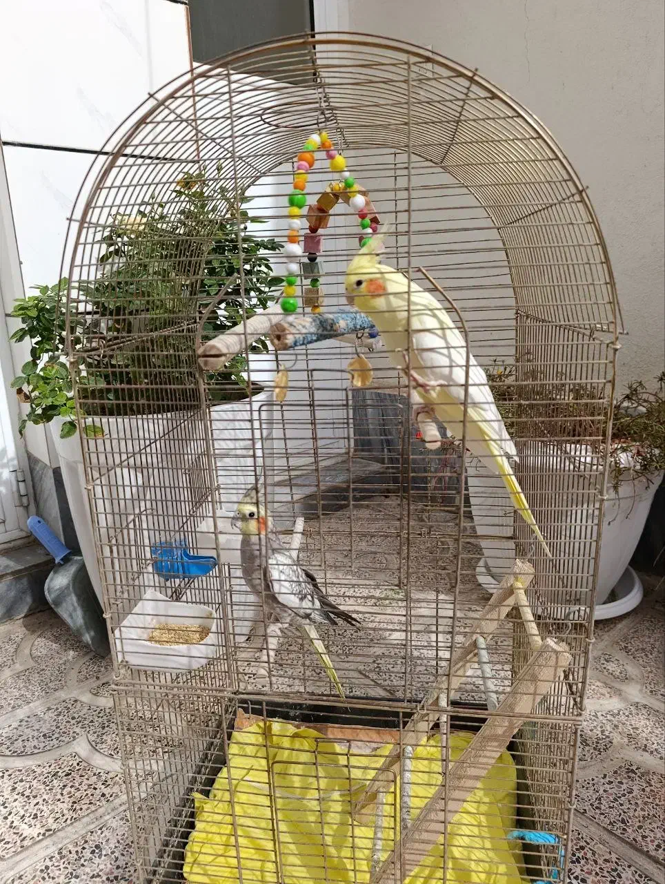 یه جفت عروس هلندی|پرنده|خوی, |دیوار