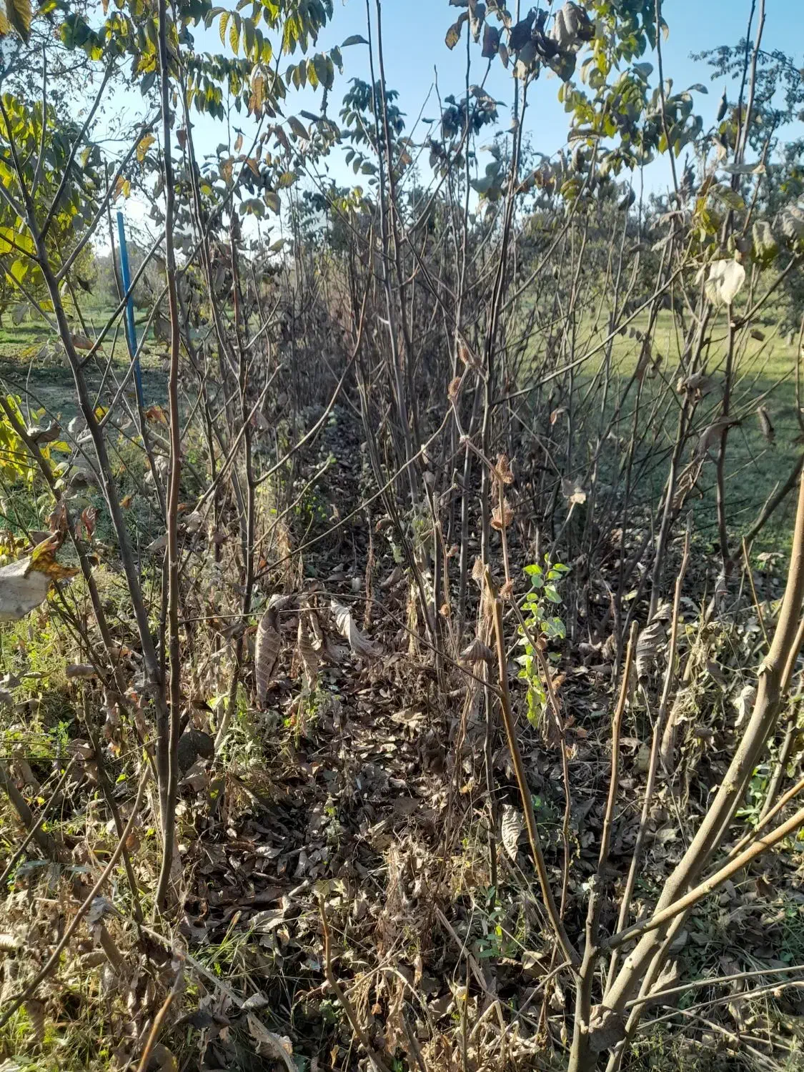 فروش نهال کبوده انگور گیلاس بادام زردآلو وغیره|خدمات باغبانی و درختکاری|میاندوآب, |دیوار