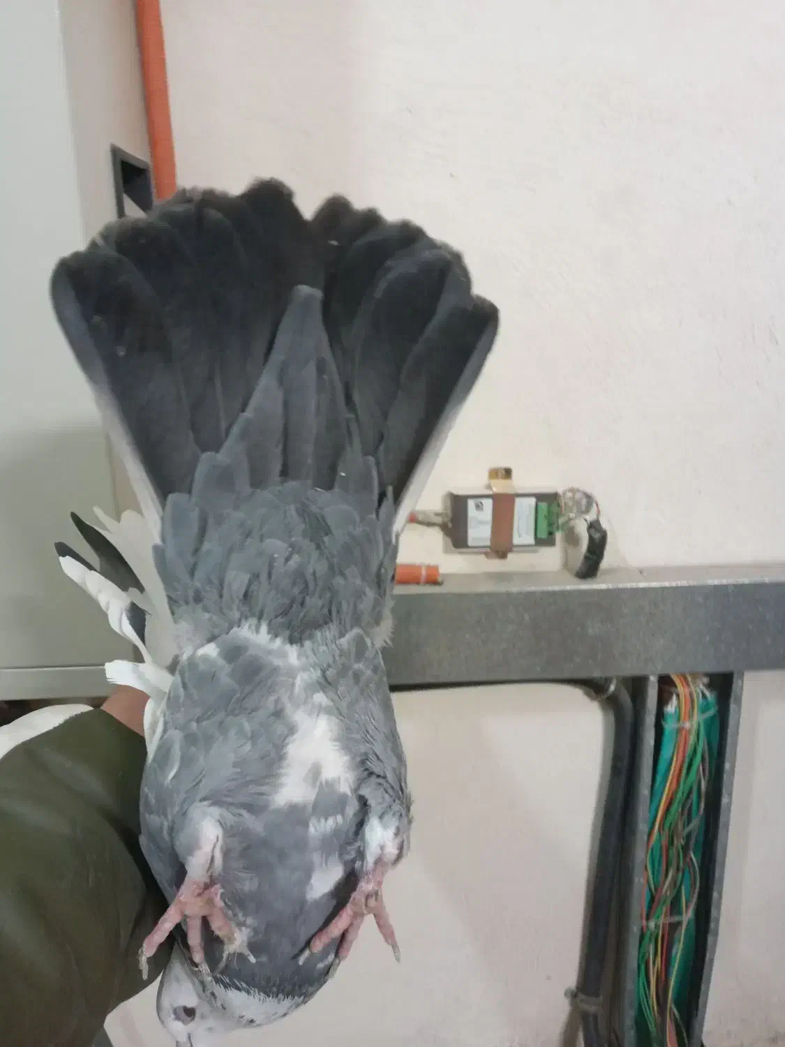 کفتر المانی یا رنگی خوب|پرنده|ورامین, خیر آباد|دیوار