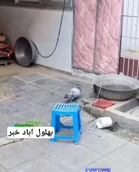 کبوتر نر است|پرنده|میان ولایت, |دیوار