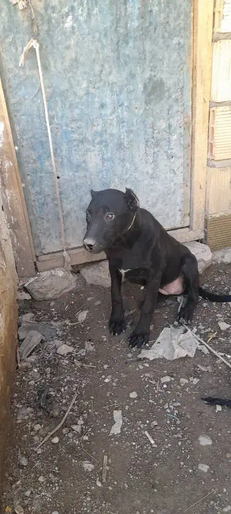 توله سه ماهه پیتبول|سگ|مریوان, |دیوار