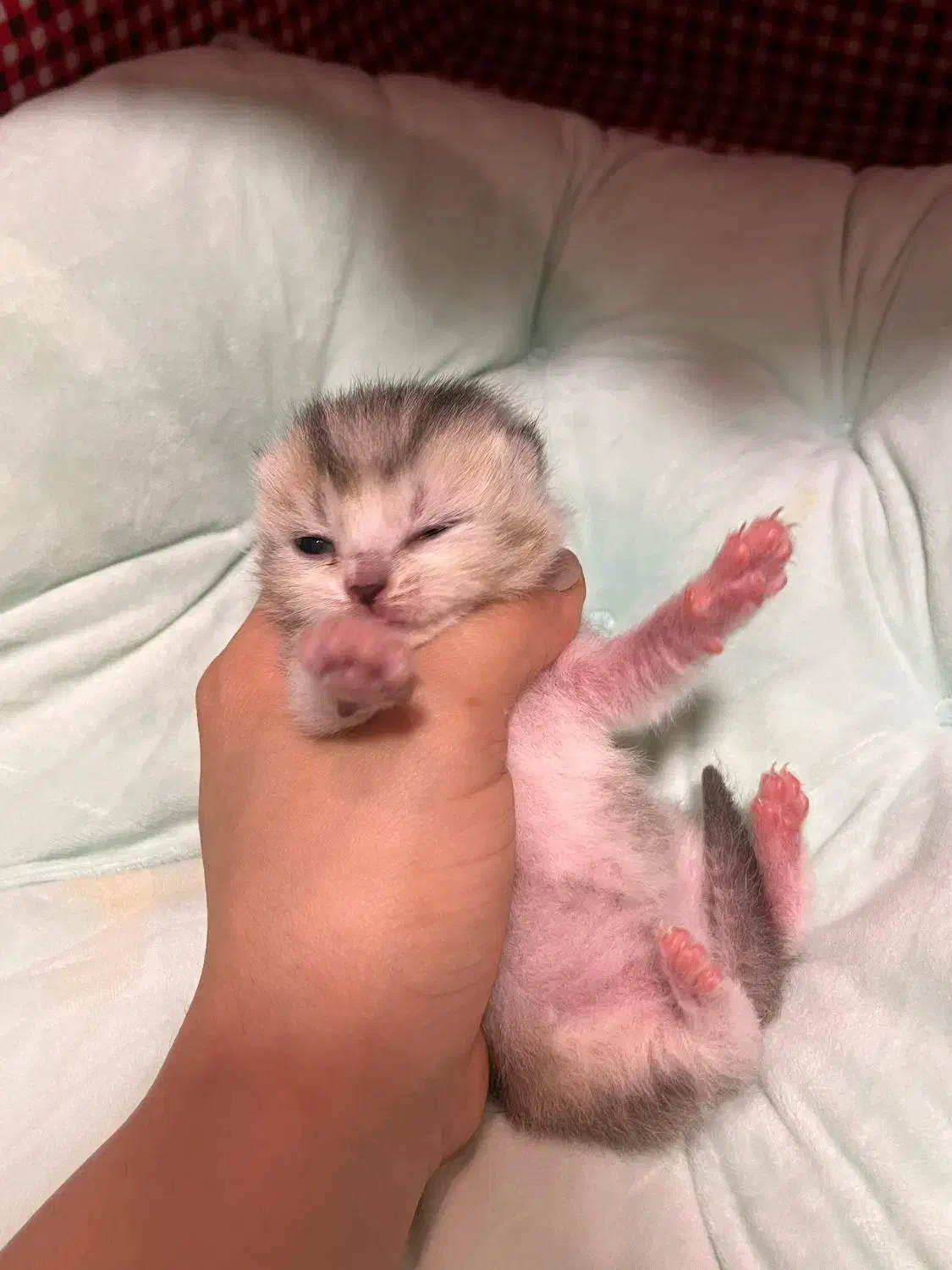 رزرو رزو گربه بریتیش سیلور گری|گربه|نوشهر, |دیوار