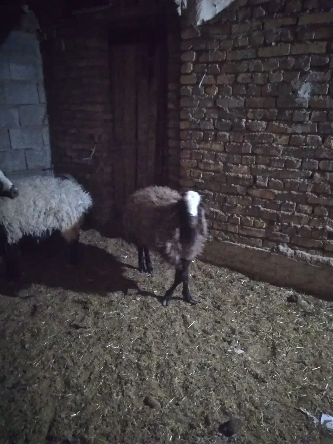 میش شال با بره سبک|حیوانات مزرعه|اردکان, |دیوار