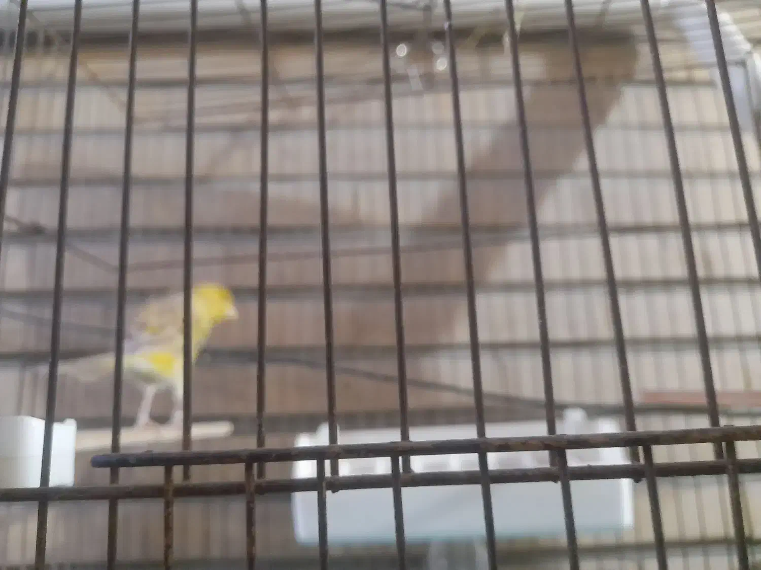 قناری نر سبز کشیده (دورگه سبز علیخانی)|پرنده|تهران, زرگنده|دیوار