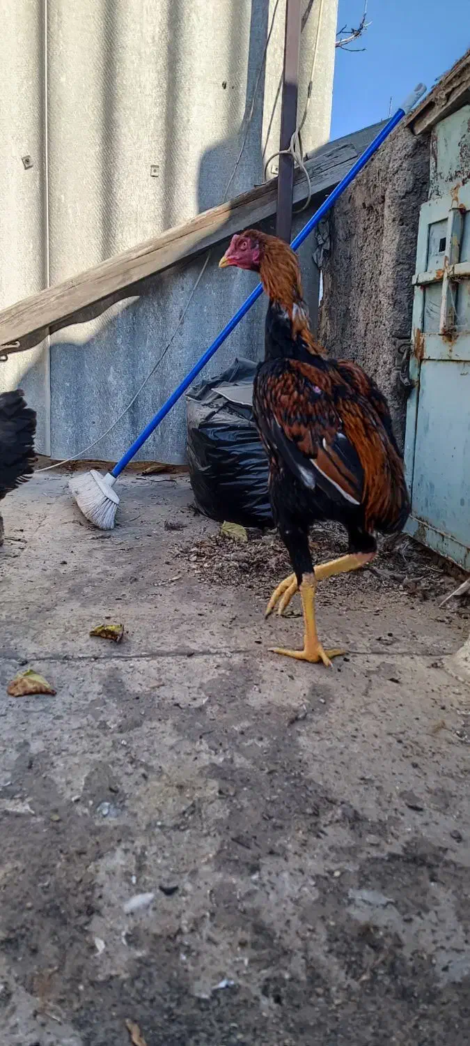 مرغ و خروس لاری ریش|حیوانات مزرعه|طرقبه, |دیوار