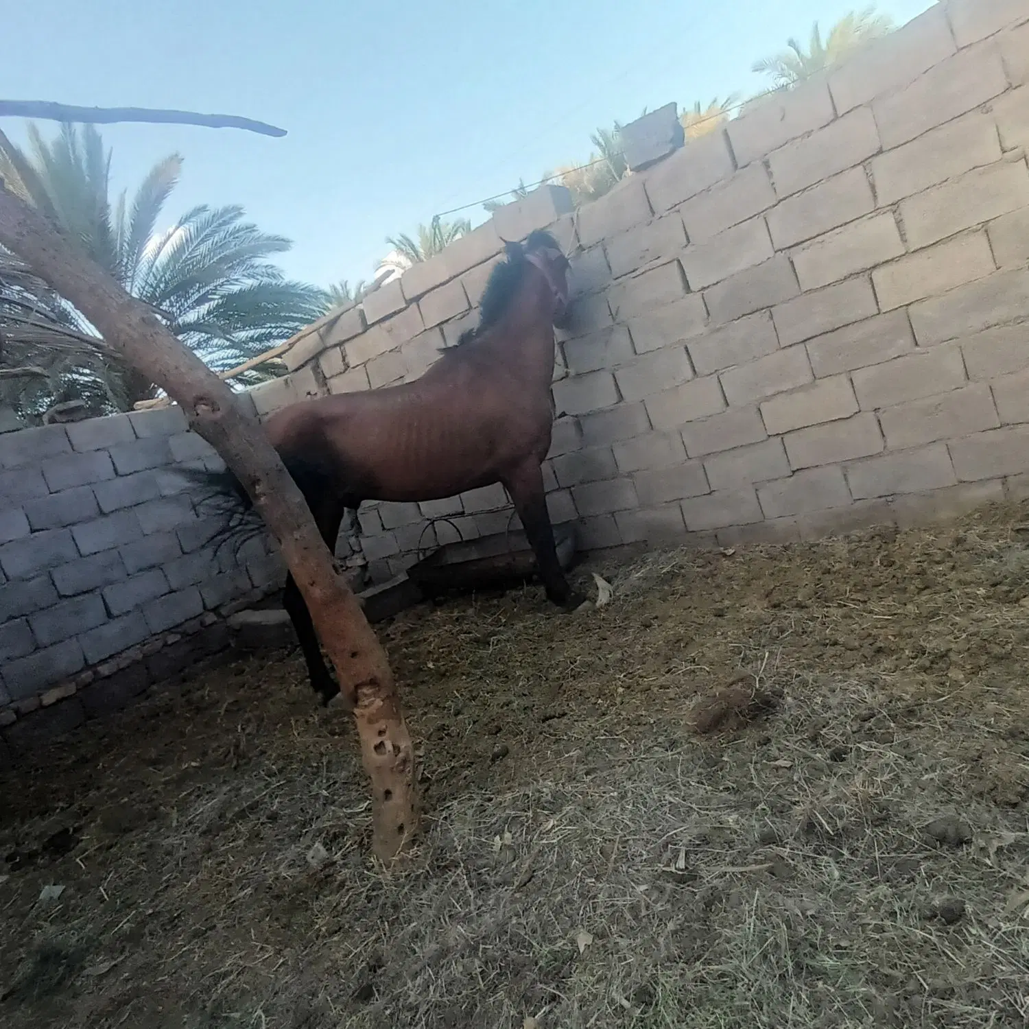 اسب|اسب و تجهیزات اسب‌سواری|فهرج, |دیوار