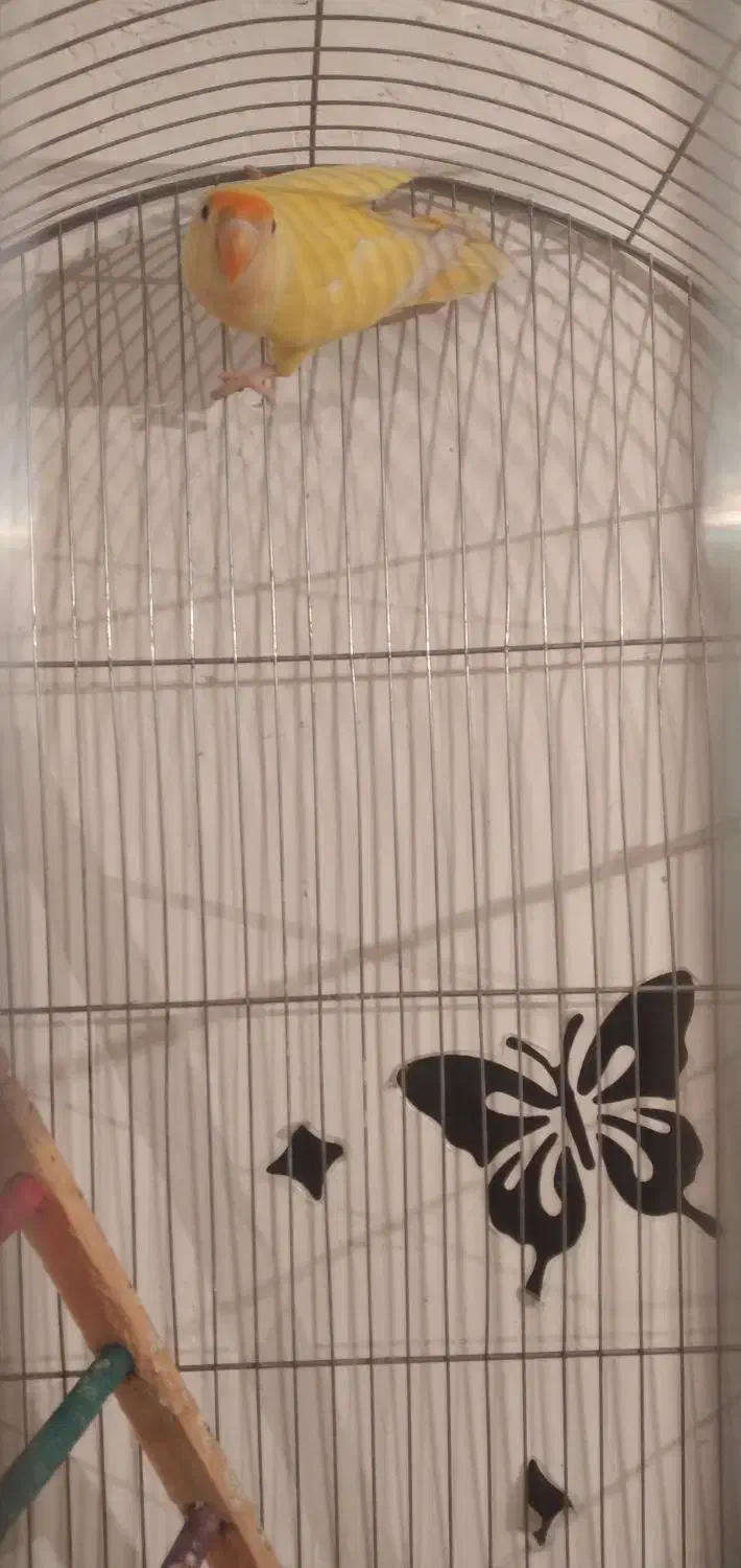 طوطی برزیلی ماده|پرنده|اهواز, کوی علوی|دیوار