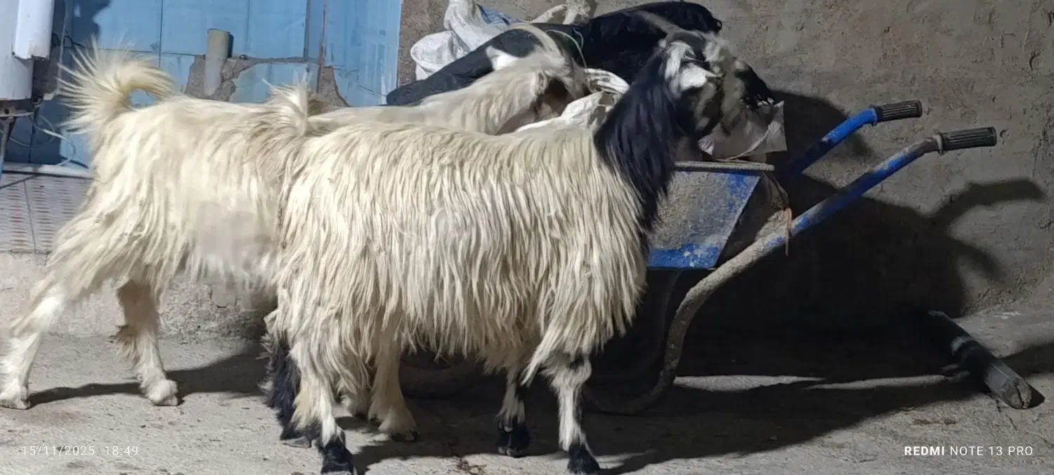 بیگ|حیوانات مزرعه|شوشتر, |دیوار