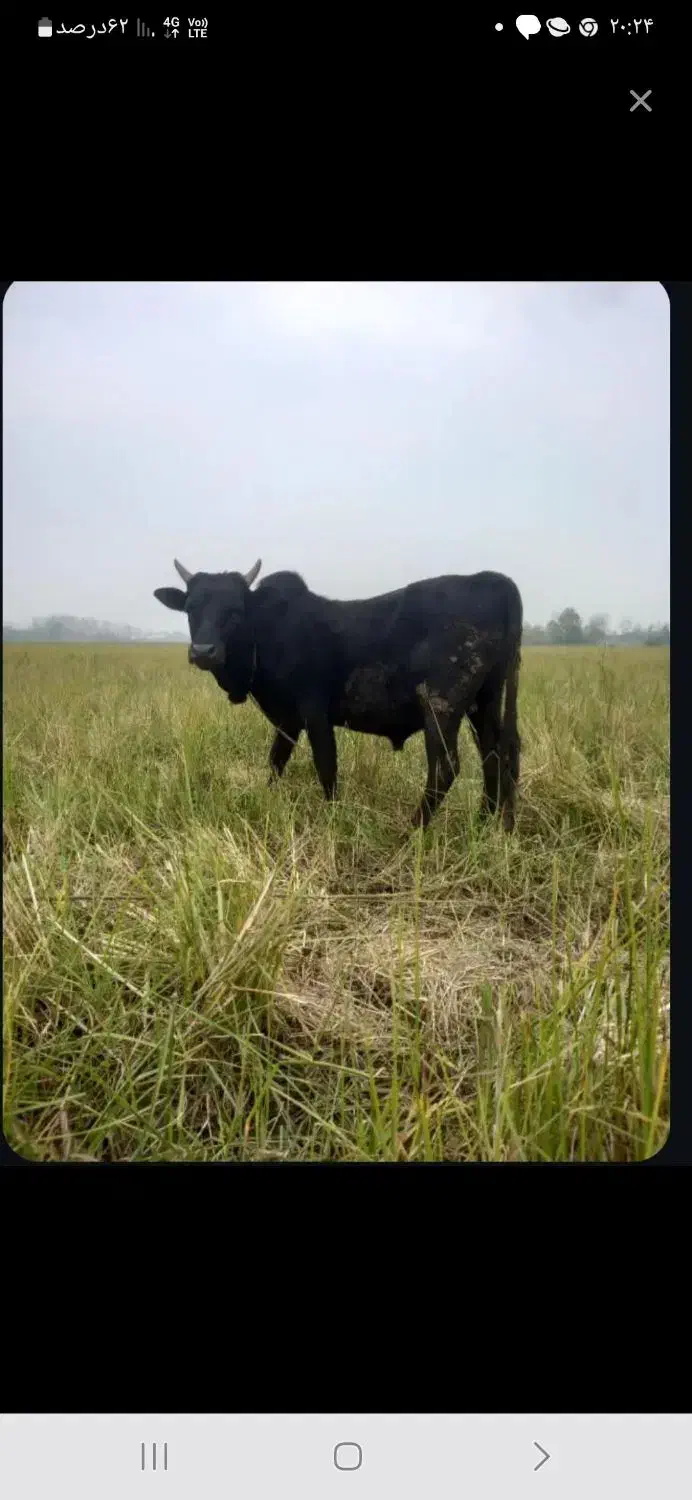 ورزاکوله جنگی|حیوانات مزرعه|رشت, منظریه|دیوار