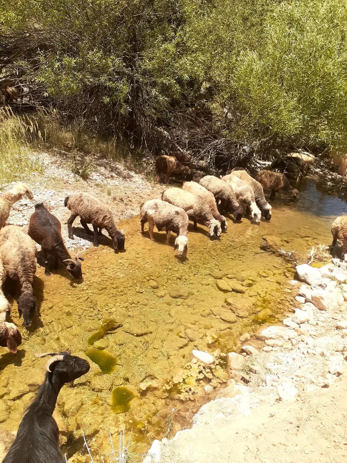 ۱۵ راس بز به فروش میرسد|حیوانات مزرعه|مارگون, |دیوار