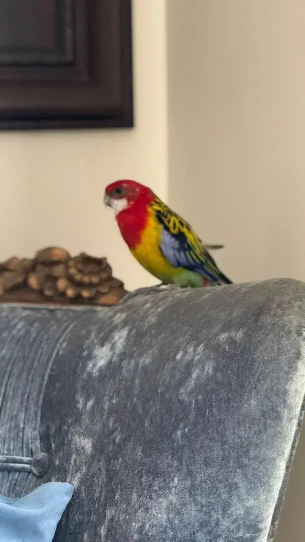 طوطی رزیلا شرقی|پرنده|کرج, فاز ۴ مهرشهر|دیوار