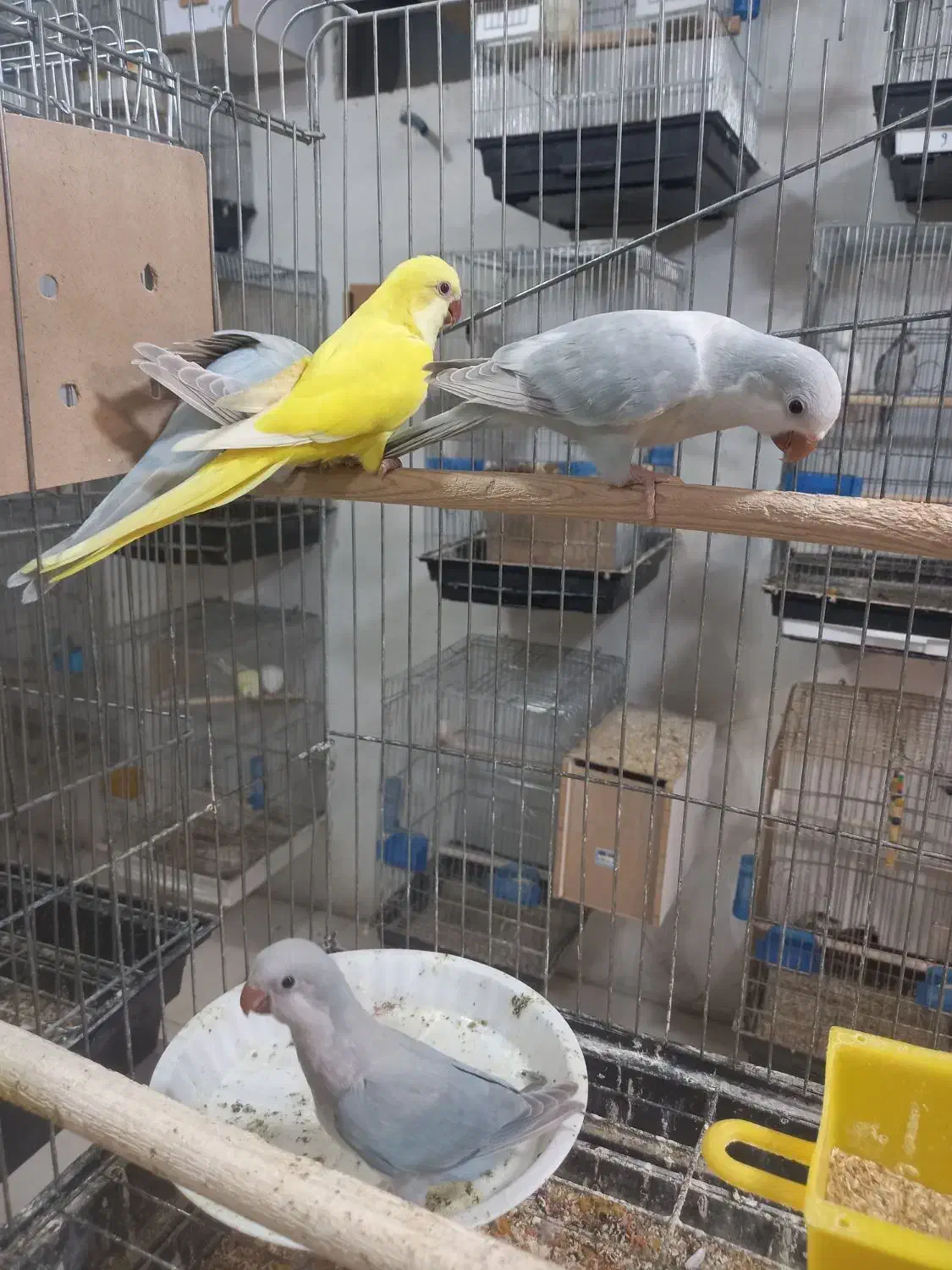 راهب فول دستی|پرنده|کاشان, فاز ۲ ناجی آباد|دیوار