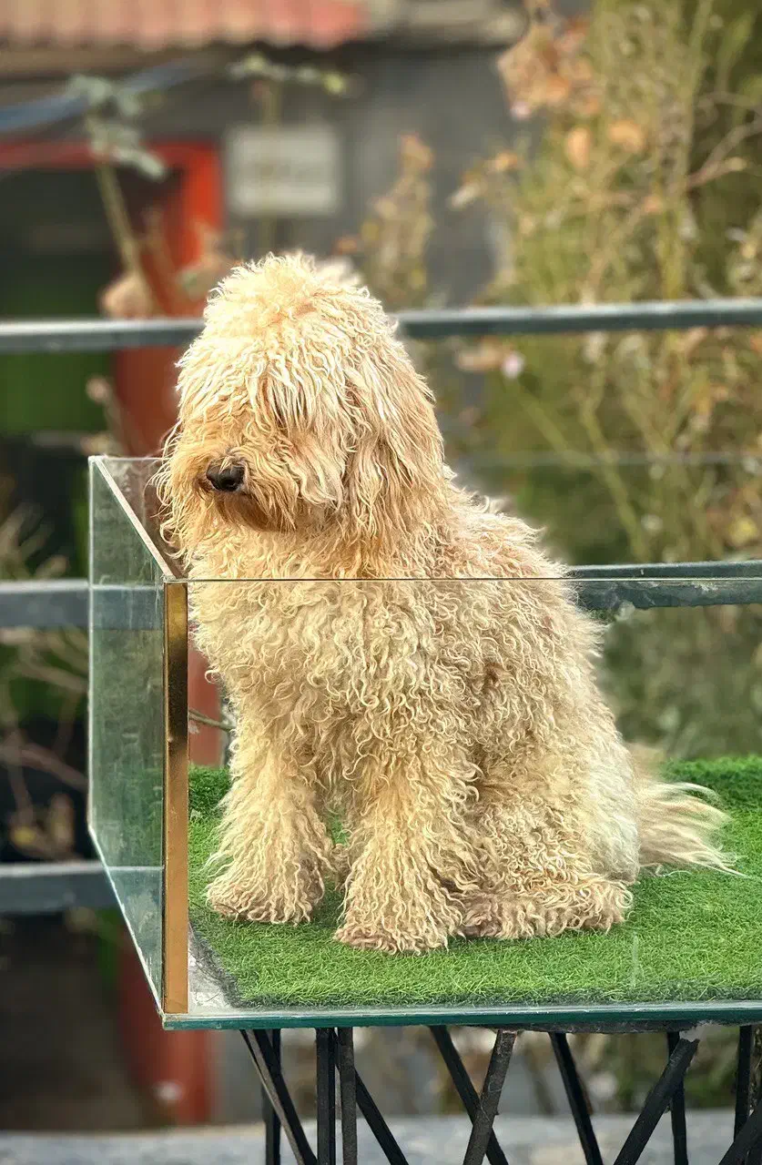 سگ پودل نر فوق العاده با ادب و زیبا|سگ|تهران, چهارصد دستگاه|دیوار