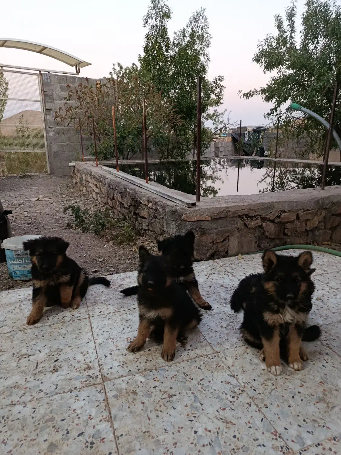 ژرمن شپرد اصیل واگذاری|سگ|شاهینشهر, حافظ جنوبی|دیوار