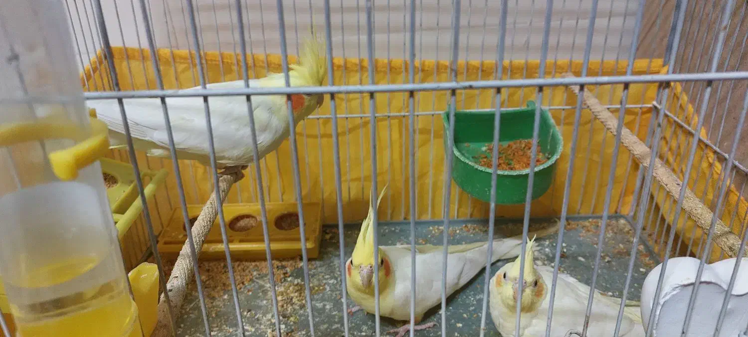 یه جفت مرغ عشق انگلسی یه جفت عروس هلندی لوتینو|پرنده|یزد, |دیوار