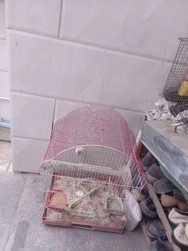 قفس فروشی|لوازم جانبی حیوانات|مشهد, کارگران|دیوار