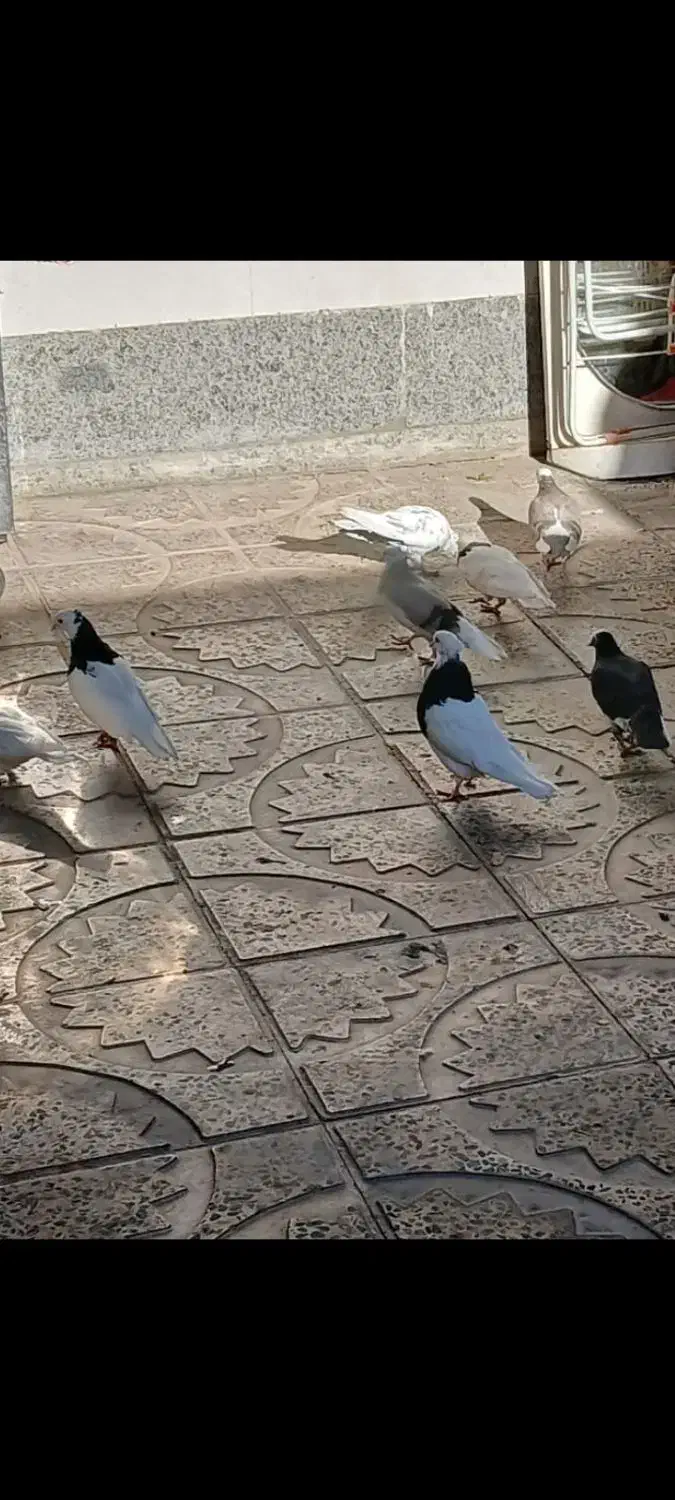 فروش کبوتر پرشی وزمینی|پرنده|ابهر, |دیوار