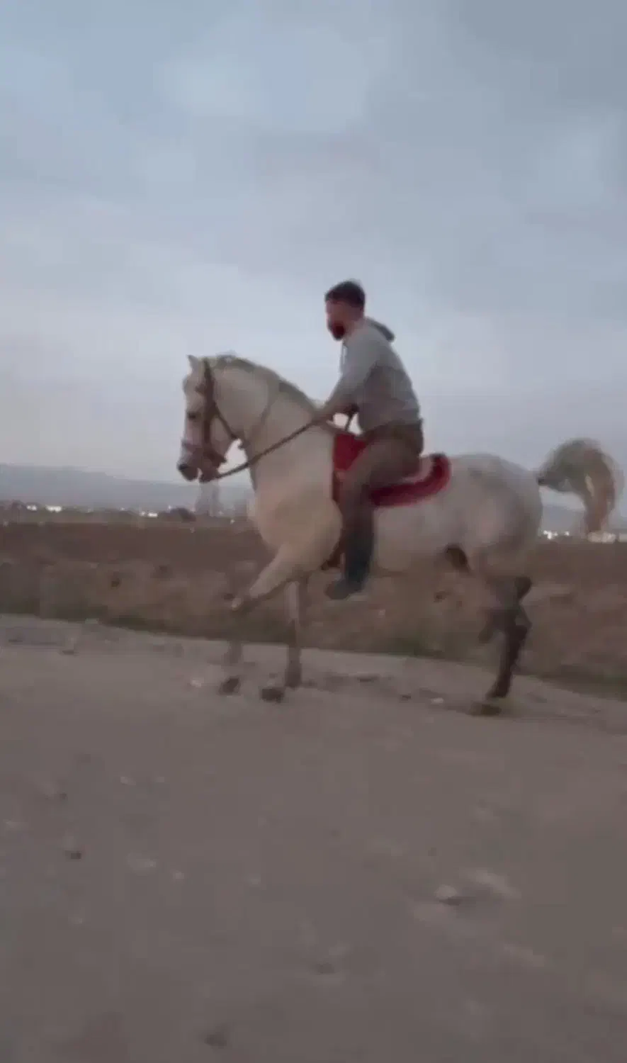 اسب نریان|اسب و تجهیزات اسبسواری|تبریز, |دیوار