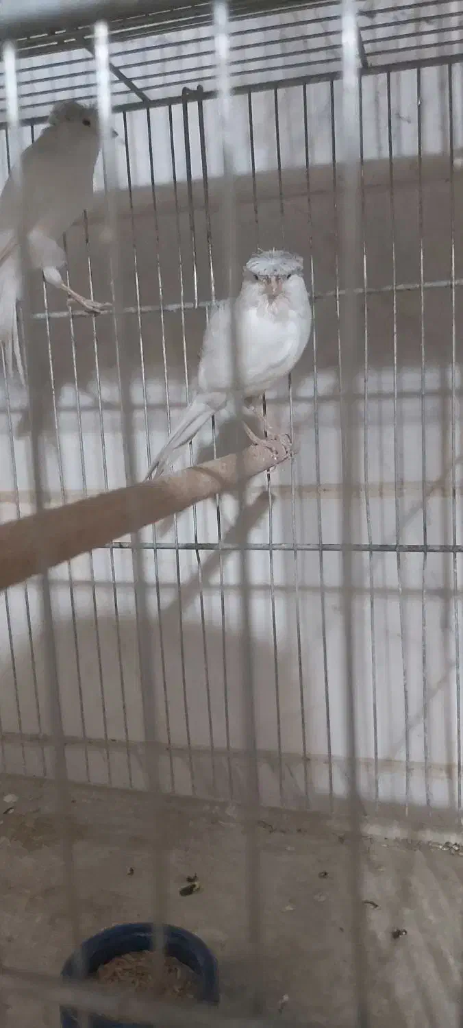 قناری سوپری کاکلی وساده|پرنده|تهران, مینای جنوبی|دیوار