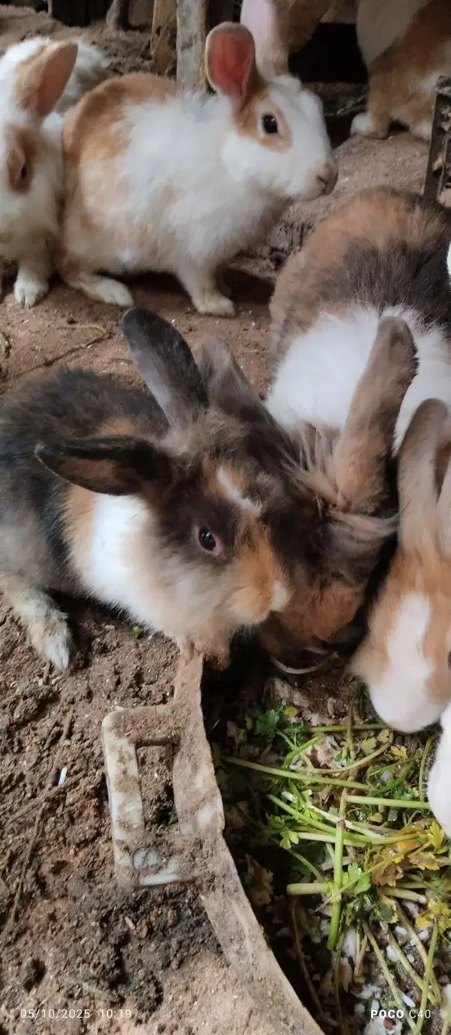 خرگوش زیباورنگارنگ|موش و خرگوش|بندر انزلی, پیل علی باغ|دیوار