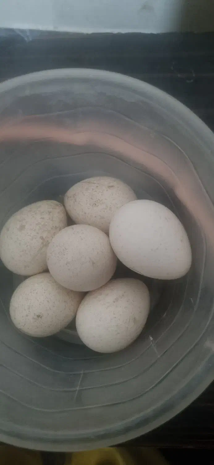 تخم بوقلمون نطفه دار|حیوانات مزرعه|سعدآباد, |دیوار