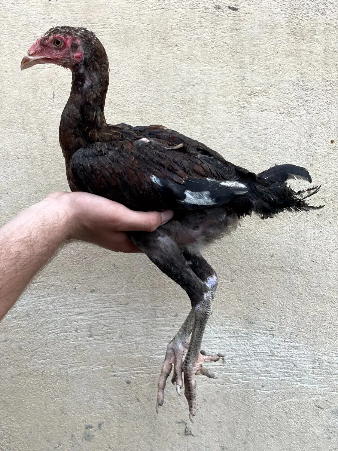 جوجه لاری اصیل|حیوانات مزرعه|بندر گز, |دیوار