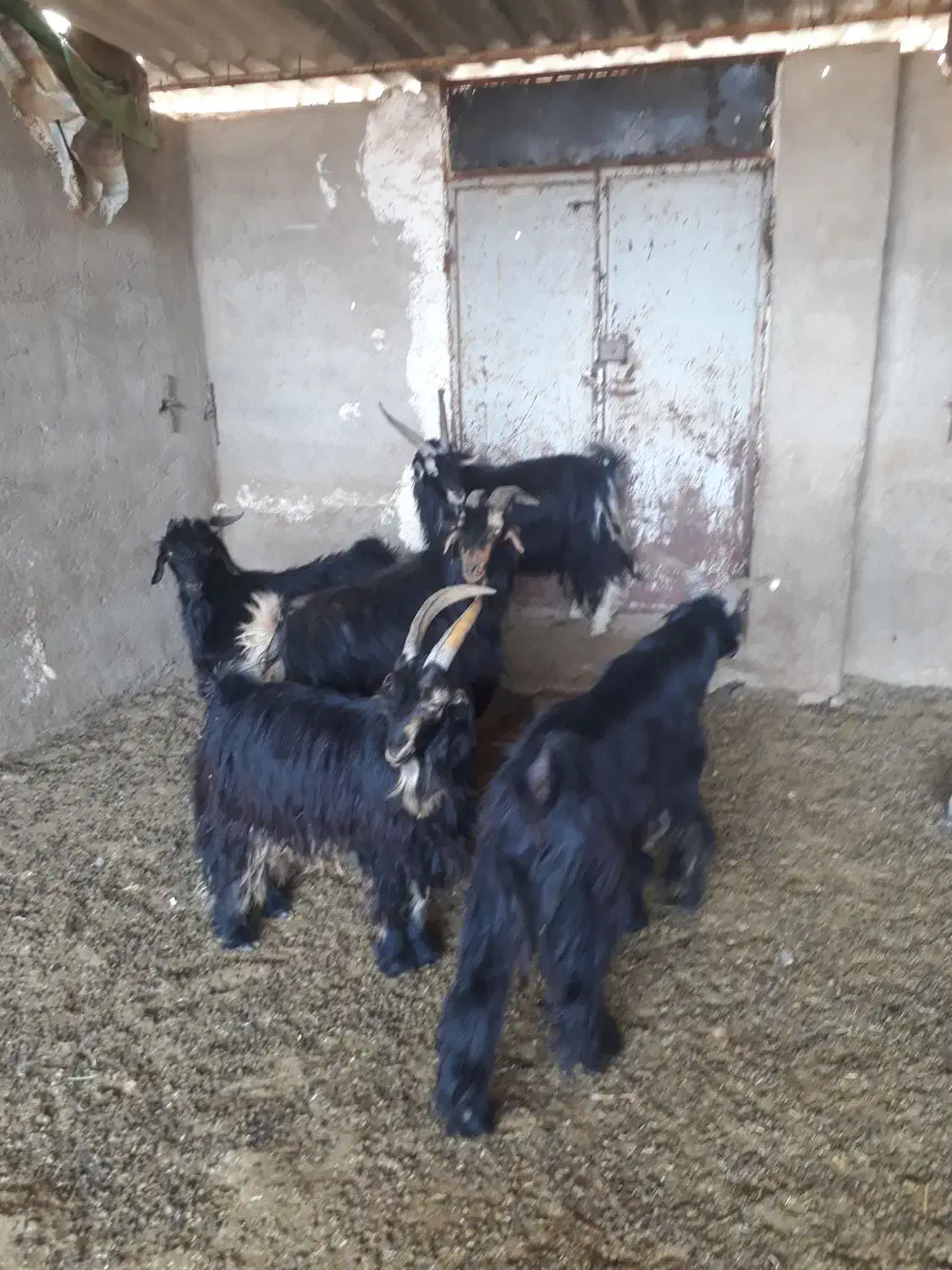 پازن|حیوانات مزرعه|فیروزآباد (فارس), |دیوار