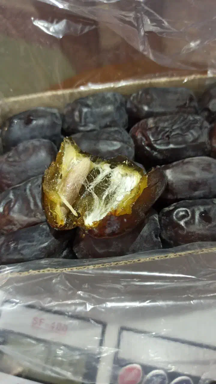 خرمای مضافتی بم(تازه)|خوردنی و آشامیدنی|قم, انسجام|دیوار