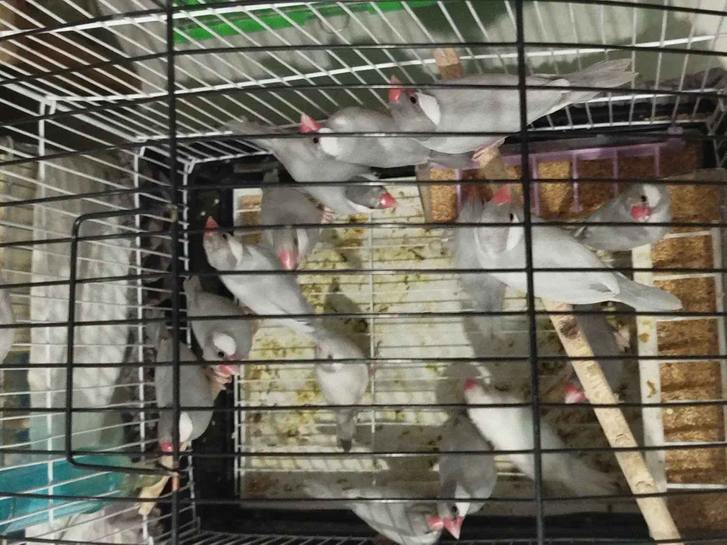 فنچ نرگسی|پرنده|شیراز, سرو|دیوار