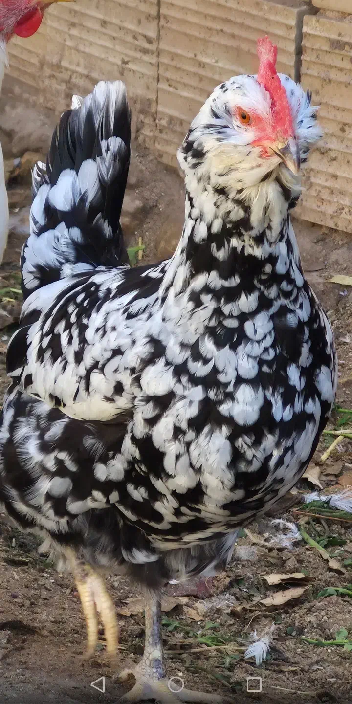 فروش تخم نطفه داره گلین پنگوئنی|حیوانات مزرعه|رفسنجان, |دیوار