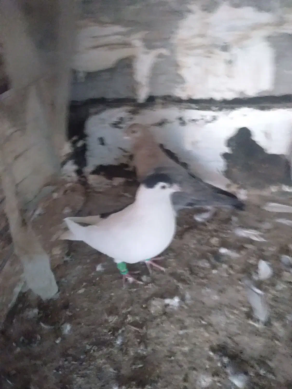 کفتر|پرنده|شیروان (خراسان), |دیوار