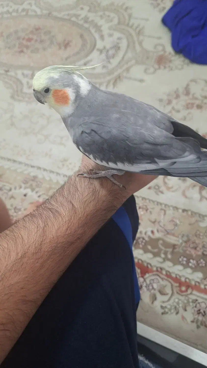 عروس هلندی گم شده|حیوانات|ایلام, |دیوار