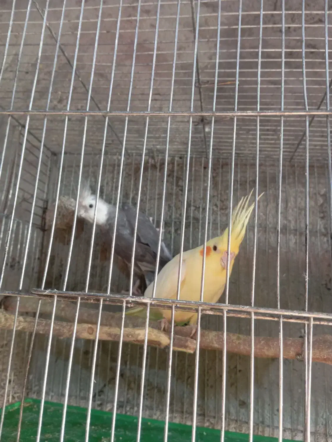 پرنده|پرنده|ایرانشهر, |دیوار