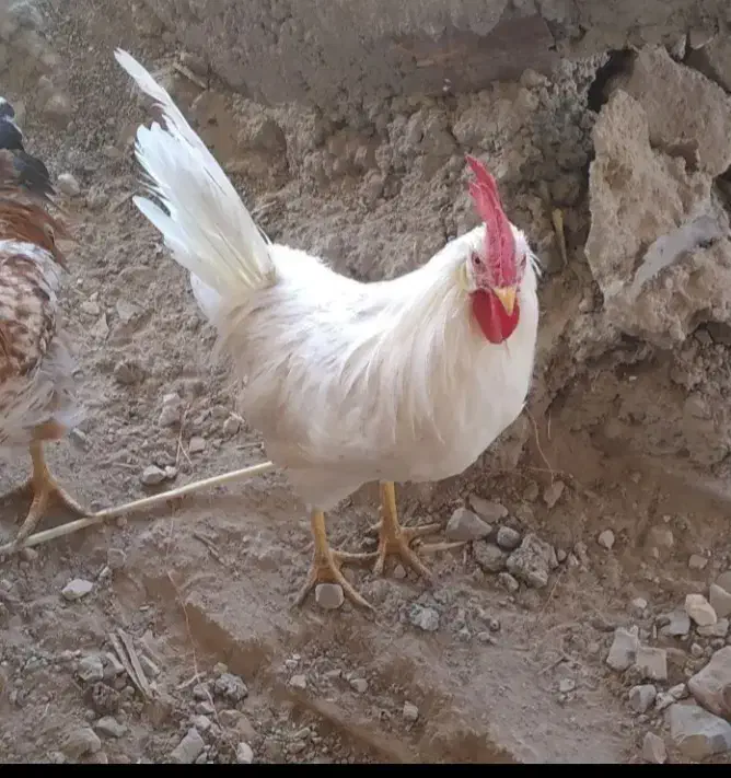 ۲عدد خروس سالم سیاه فروخته شده|حیوانات مزرعه|بجنورد, |دیوار