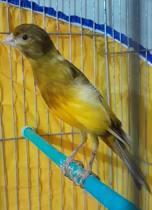 ۳عدد قناری مست|پرنده|بروجرد, |دیوار