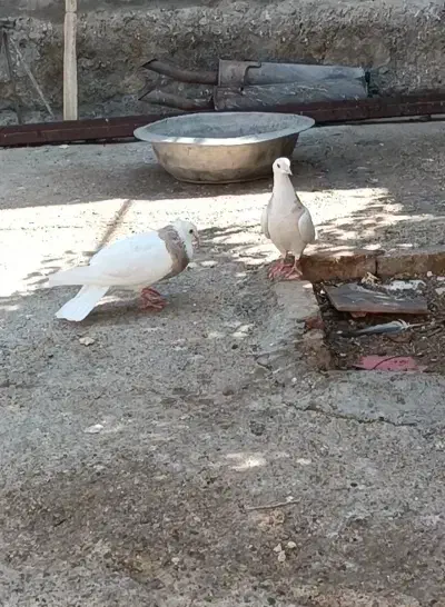 ۸کبوتر معاوضه با پرنده قفسی|پرنده|خرم‌آباد, |دیوار