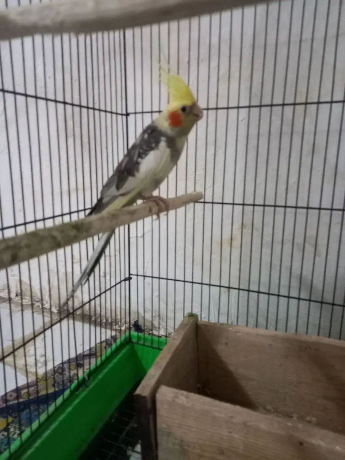 عروس هلندی سخنگو|پرنده|اطاقور, |دیوار