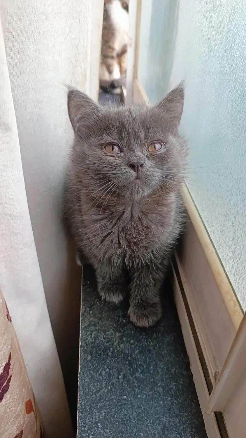 گربه های ناز|گربه|ساری, |دیوار