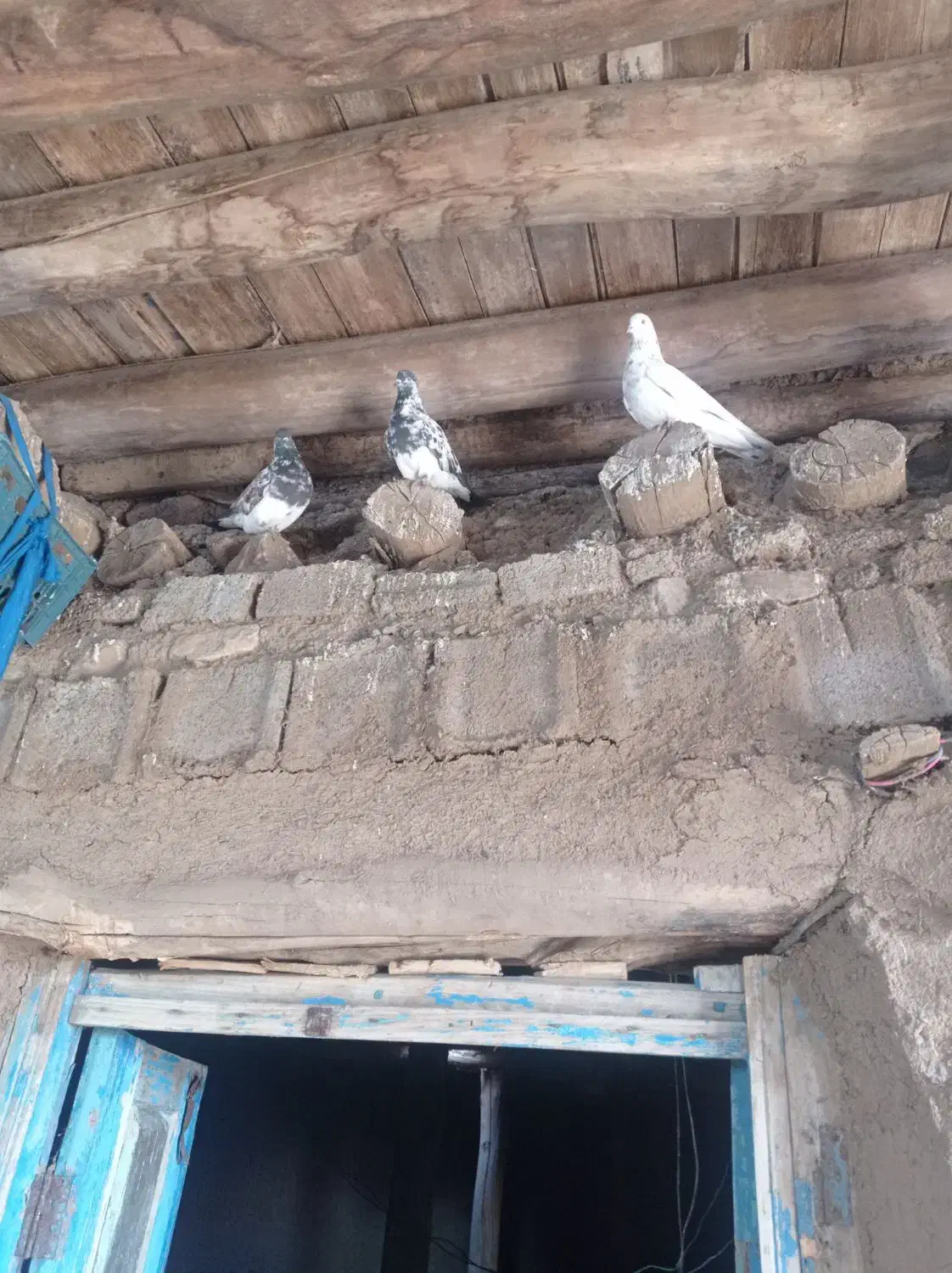 فروش کفتر|پرنده|میانه, |دیوار