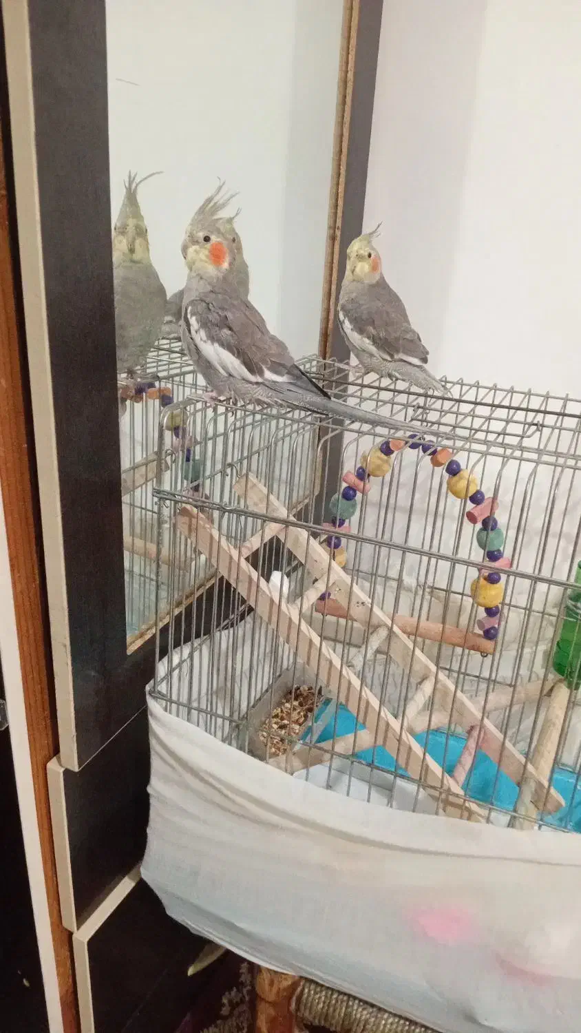 دو عدد عروس هلندی|پرنده|لاهیجان, مهرگان|دیوار